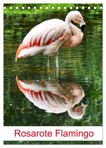 Rosarote Flamingo (Tischkalender 2027 DIN A5 hoch) CALVENDO Monatskalender