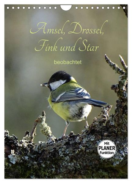Amsel Drossel Fink und Star - beobachtet (Wandkalender 2027 DIN A4 hoch) CALVENDO Monatskalender