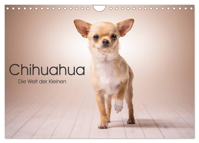Chihuahua - Die Welt der Kleinen (Wandkalender 2027 DIN A4 quer) CALVENDO Monatskalender