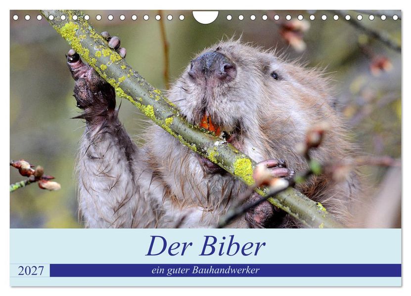 Der Biber ein guter Bauhandwerker (Wandkalender 2027 DIN A4 quer) CALVENDO Monatskalender