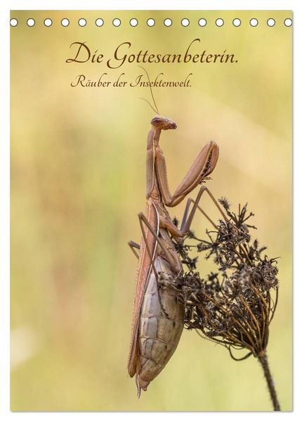 Die Gottesanbeterin. Räuber der Insektenwelt. (Tischkalender 2027 DIN A5 hoch) CALVENDO Monatskalender