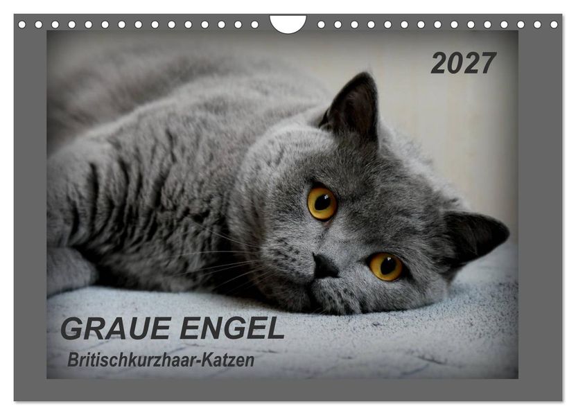 GRAUE ENGEL Britischkurzhaar-Katzen (Wandkalender 2027 DIN A4 quer) CALVENDO Monatskalender