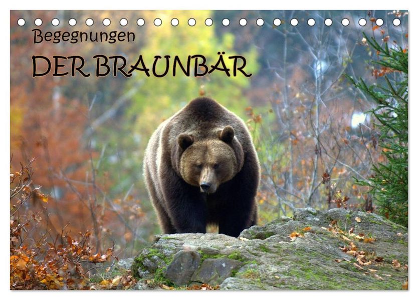 Begegnungen DER BRAUNBÄR (Tischkalender 2027 DIN A5 quer) CALVENDO Monatskalender