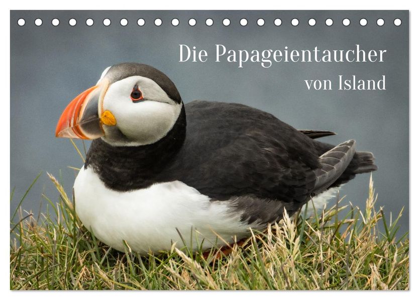 Die Papageientaucher von Island (Tischkalender 2027 DIN A5 quer) CALVENDO Monatskalender