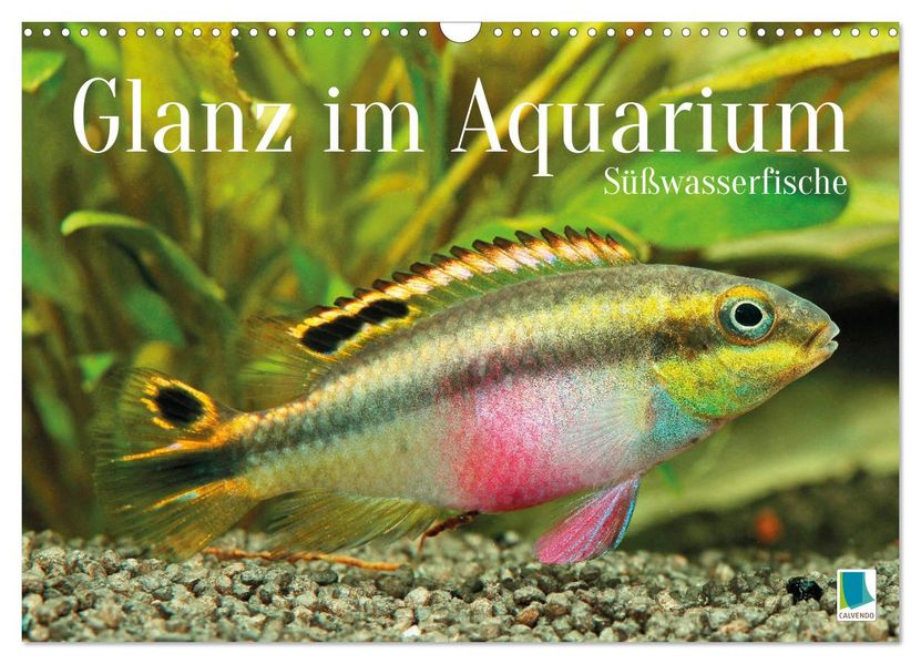 Glanz im Aquarium: Süßwasserfische (Wandkalender 2027 DIN A3 quer) CALVENDO Monatskalender