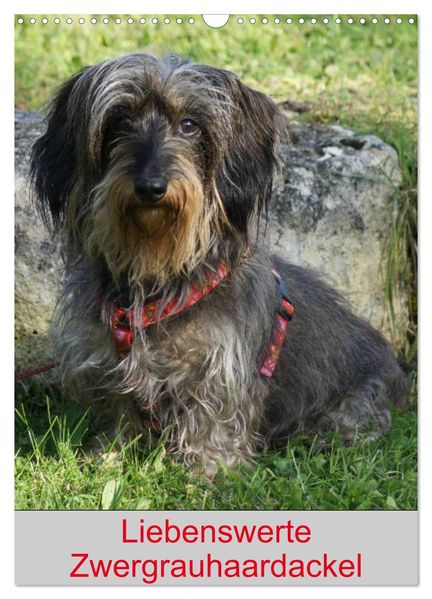 Liebenswerte Zwergrauhaardackel (Wandkalender 2027 DIN A3 hoch) CALVENDO Monatskalender