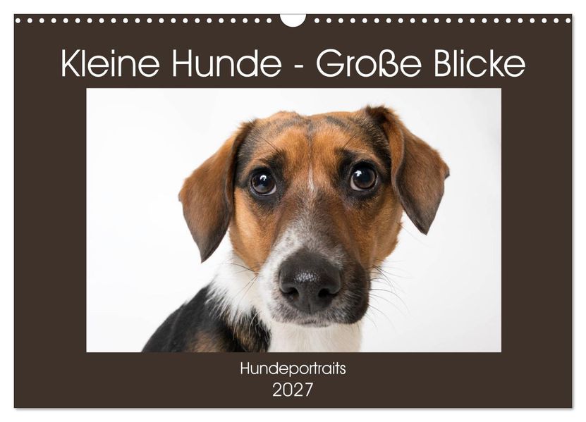 Kleine Hunde - Große Blicke (Wandkalender 2027 DIN A3 quer) CALVENDO Monatskalender