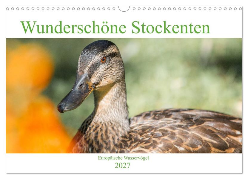 Wunderschöne Stockenten - Europäische Wasservögel (Wandkalender 2027 DIN A3 quer) CALVENDO Monatskalender