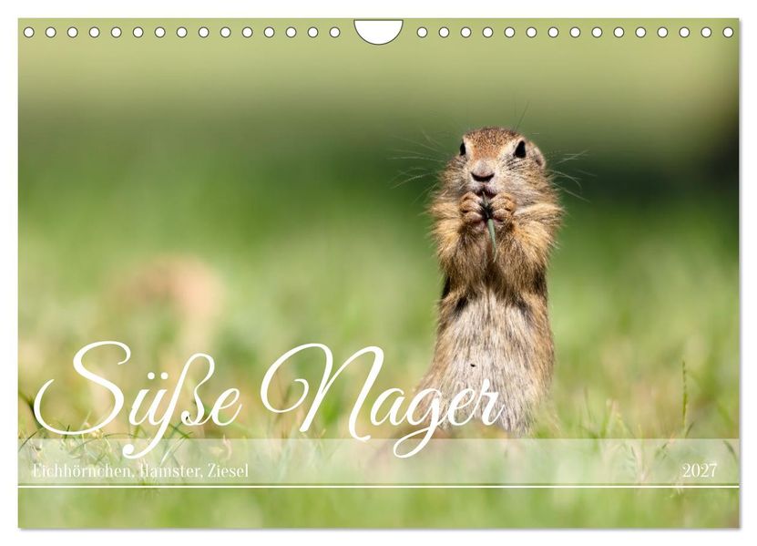 Süße Nager (Wandkalender 2027 DIN A4 quer) CALVENDO Monatskalender