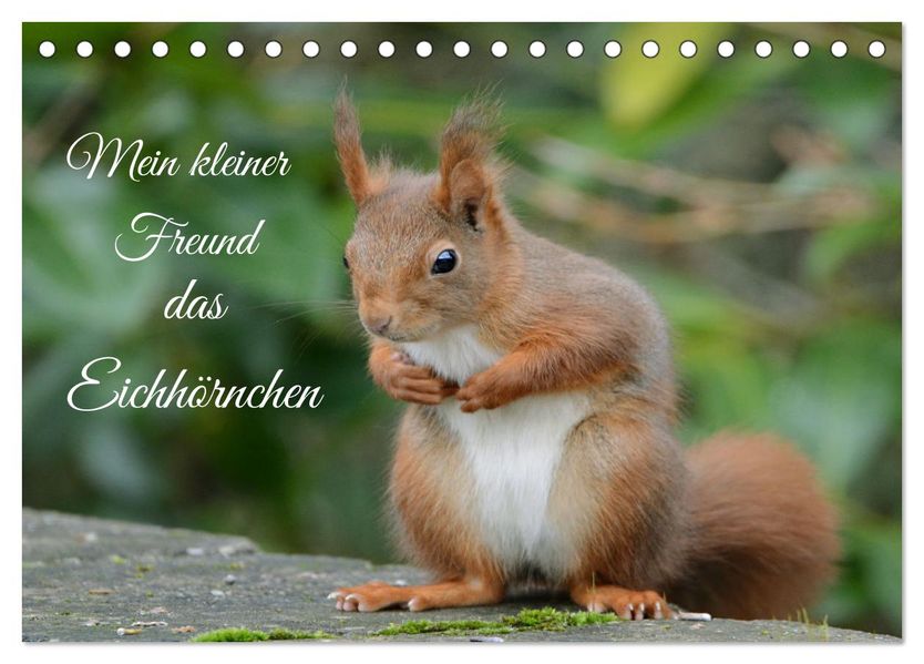 Mein kleiner Freund das Eichhörnchen (Tischkalender 2027 DIN A5 quer) CALVENDO Monatskalender