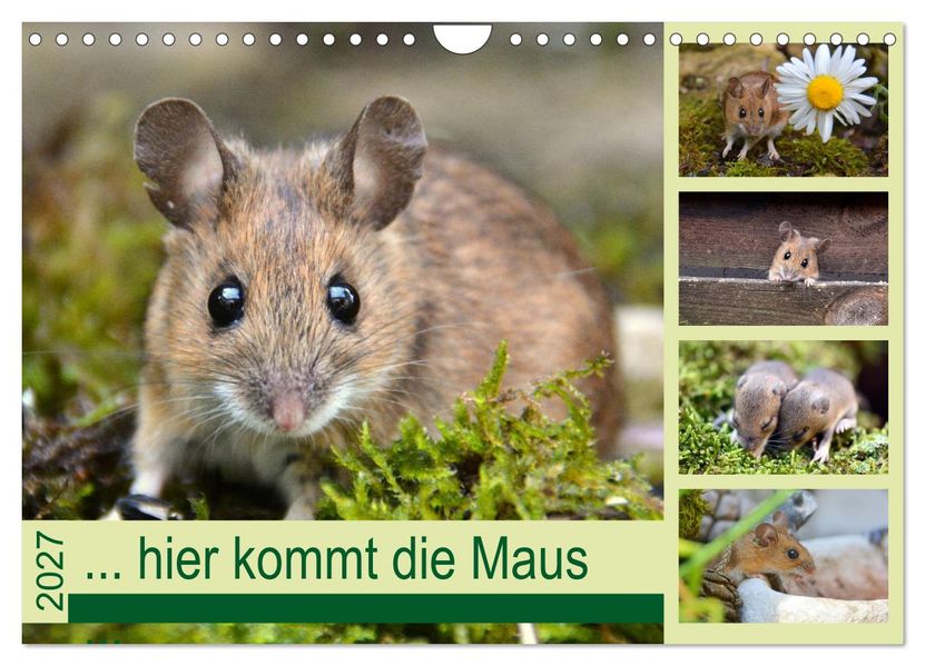 ... hier kommt die Maus... (Wandkalender 2027 DIN A4 quer) CALVENDO Monatskalender