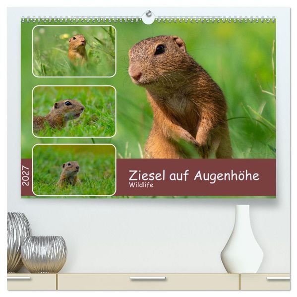 Ziesel auf Augenhöhe (hochwertiger Premium Wandkalender 2027 DIN A2 quer) Kunstdruck in Hochglanz