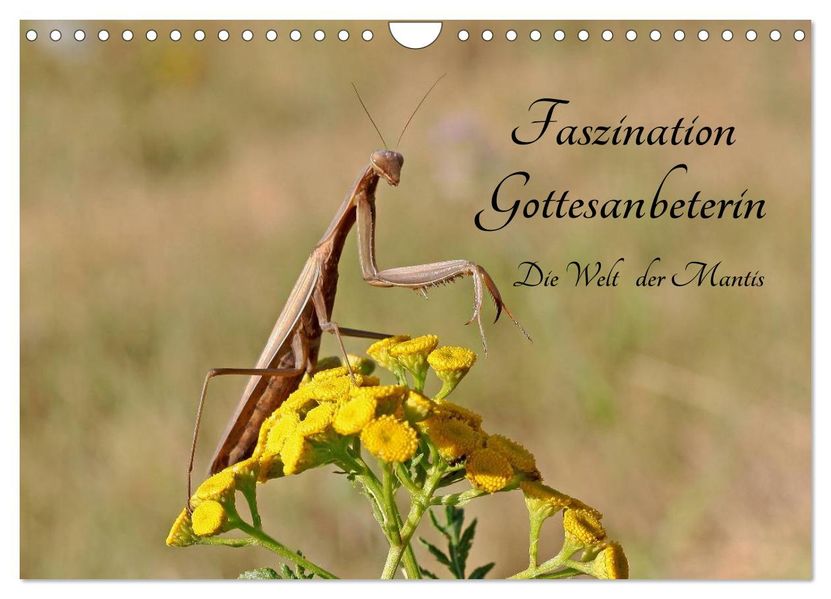 Faszination Gottesanbeterin - Die Welt der Mantis (Wandkalender 2027 DIN A4 quer) CALVENDO Monatskalender