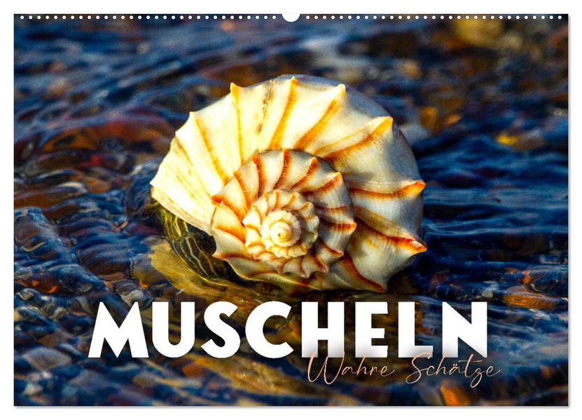 Muscheln - Wahre Schätze (Wandkalender 2027 DIN A2 quer) CALVENDO Monatskalender