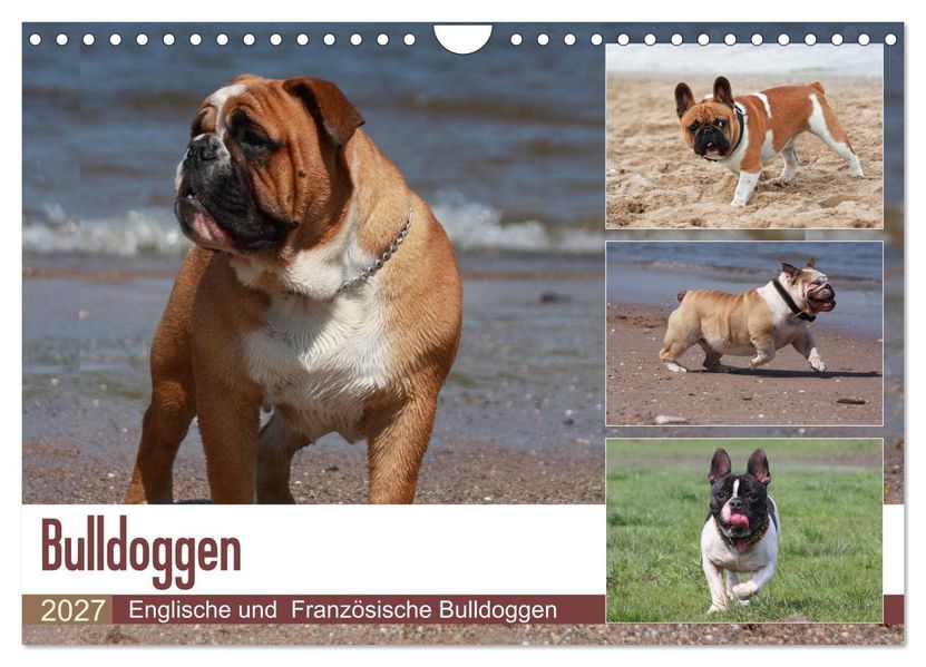 Bulldoggen - Englische und Französische Bulldoggen (Wandkalender 2027 DIN A4 quer) CALVENDO Monatskalender