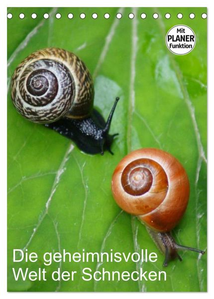 Die geheimnisvolle Welt der Schnecken (Tischkalender 2027 DIN A5 hoch) CALVENDO Monatskalender