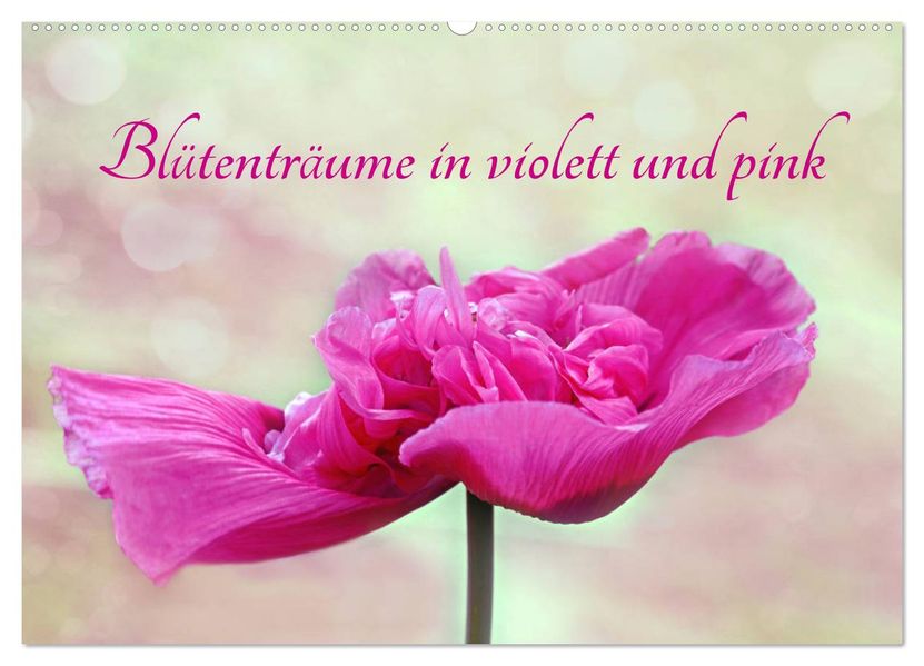 Blütenträume in violett und pink (Wandkalender 2027 DIN A2 quer) CALVENDO Monatskalender