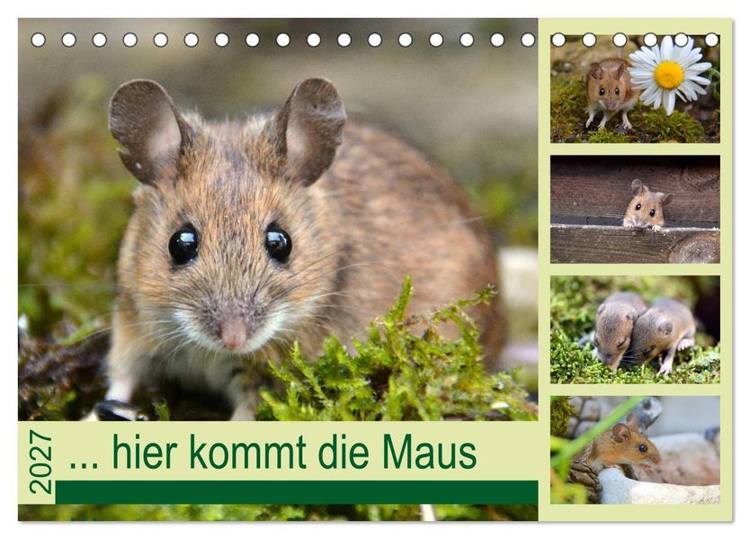 ... hier kommt die Maus... (Tischkalender 2027 DIN A5 quer) CALVENDO Monatskalender