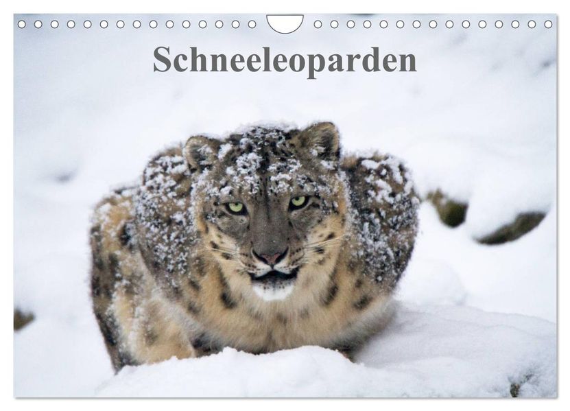 Schneeleoparden (Wandkalender 2027 DIN A4 quer) CALVENDO Monatskalender