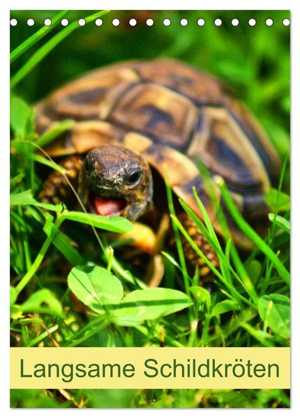 Langsame Schildkröten (Tischkalender 2027 DIN A5 hoch) CALVENDO Monatskalender