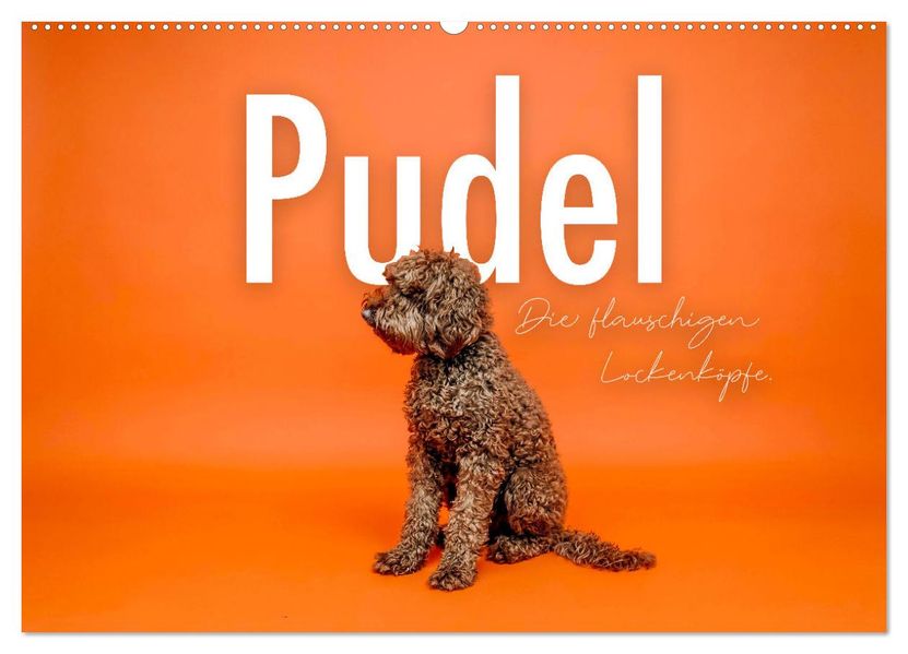 Pudel - Die flauschigen Lockenköpfe. (Wandkalender 2027 DIN A2 quer) CALVENDO Monatskalender