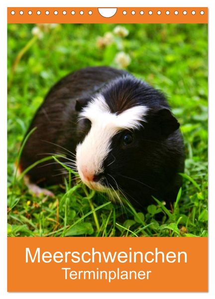 Meerschweinchen Terminplaner (Wandkalender 2027 DIN A4 hoch) CALVENDO Monatskalender