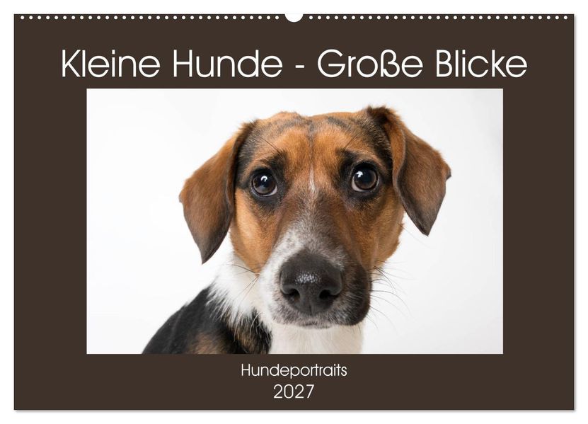 Kleine Hunde - Große Blicke (Wandkalender 2027 DIN A2 quer) CALVENDO Monatskalender
