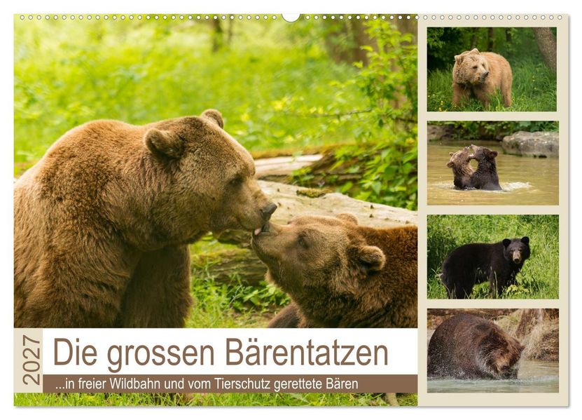Die grossen Bärentatzen (Wandkalender 2027 DIN A2 quer) CALVENDO Monatskalender