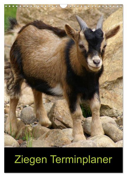 Ziegen Terminplaner (Wandkalender 2027 DIN A3 hoch) CALVENDO Monatskalender