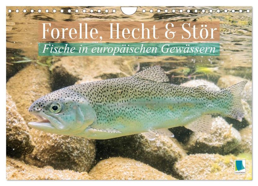 Forelle Hecht und Stör: Fische in europäischen Gewässern (Wandkalender 2027 DIN A4 quer) CALVENDO Monatskalender