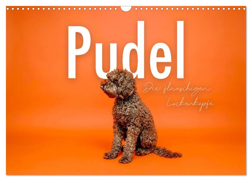 Pudel - Die flauschigen Lockenköpfe. (Wandkalender 2027 DIN A3 quer) CALVENDO Monatskalender