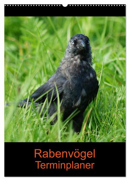 Rabenvögel Terminplaner (Wandkalender 2027 DIN A2 hoch) CALVENDO Monatskalender
