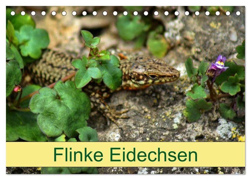 Flinke Eidechsen (Tischkalender 2027 DIN A5 quer) CALVENDO Monatskalender