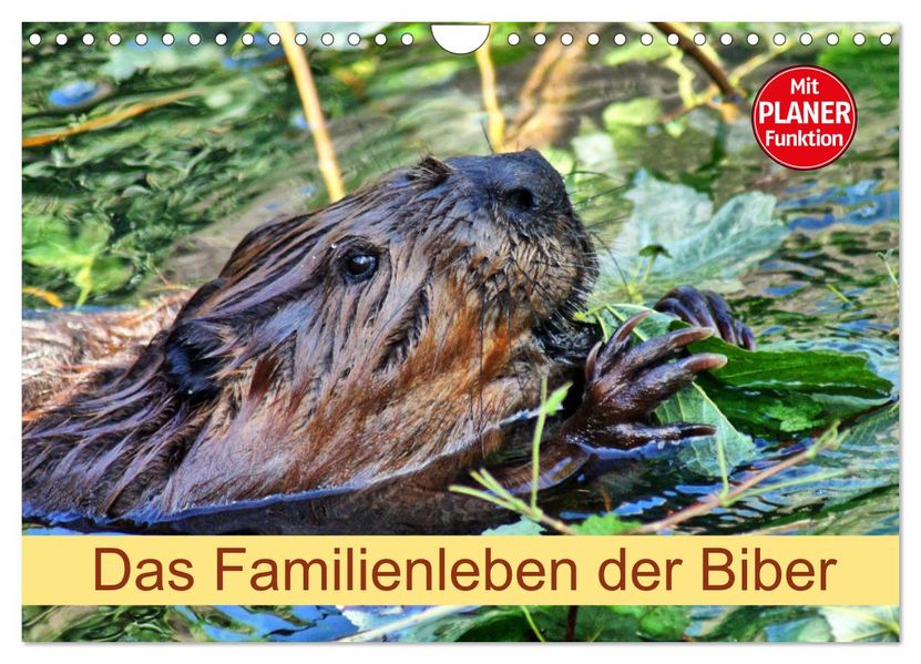 Das Familienleben der Biber (Wandkalender 2027 DIN A4 quer) CALVENDO Monatskalender
