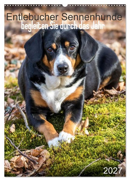 Entlebucher Sennenhunde begleiten Sie durch das Jahr (Wandkalender 2027 DIN A2 hoch) CALVENDO Monatskalender