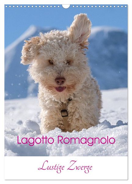 Lagotto Romagnolo - Lustige Zwerge (Wandkalender 2027 DIN A3 hoch) CALVENDO Monatskalender