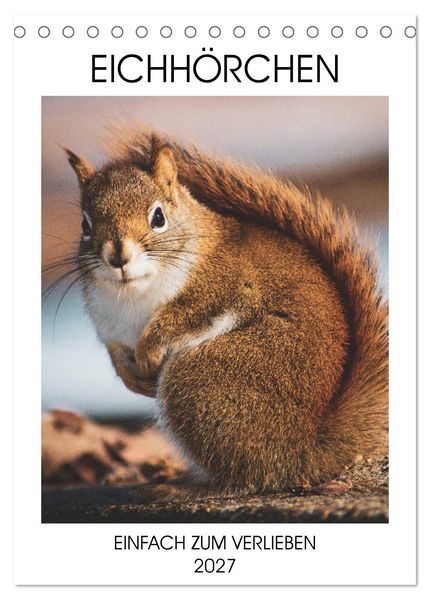 Eichhörnchen - Einfach zum Verlieben (Tischkalender 2027 DIN A5 hoch) CALVENDO Monatskalender