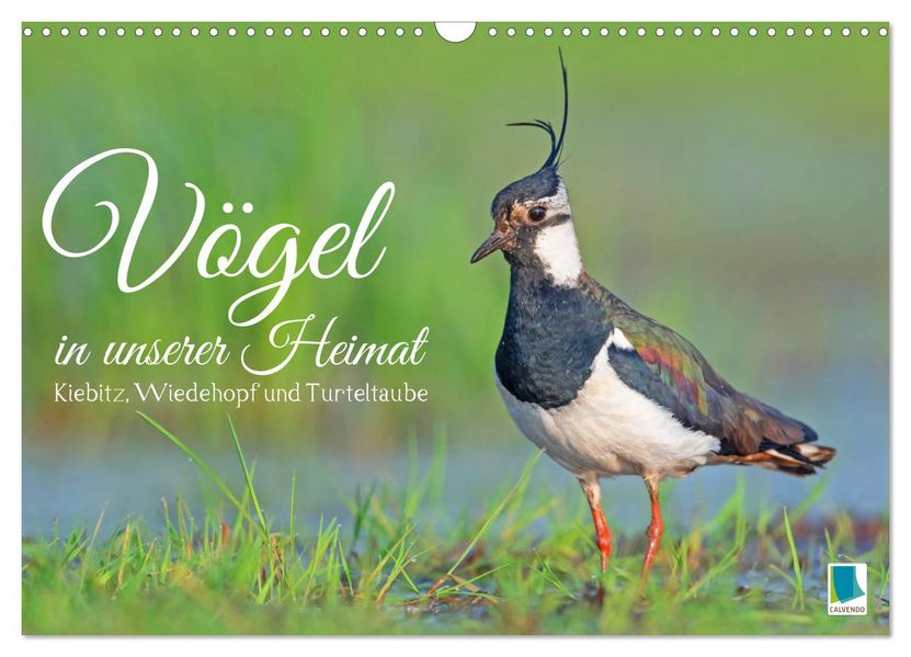 Vögel in unserer Heimat: Kiebitz Wiedehopf und Turteltaube (Wandkalender 2027 DIN A3 quer) CALVENDO Monatskalender