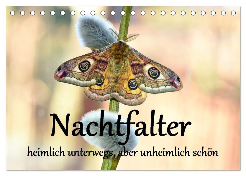 Nachtfalter - heimlich unterwegs aber unheimlich schön (Tischkalender 2027 DIN A5 quer) CALVENDO Monatskalender