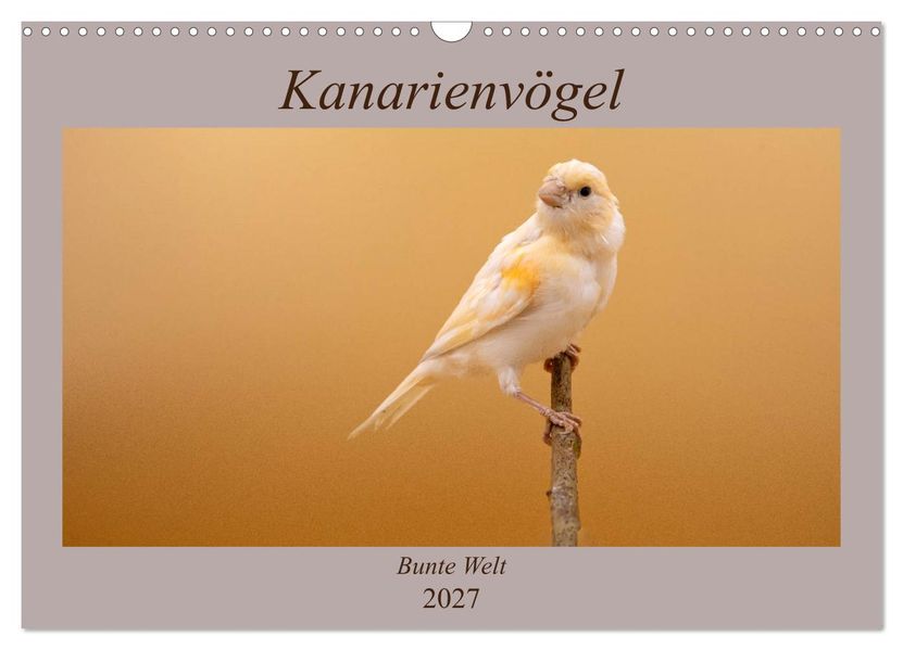 Kanarienvögel - Bunte Welt (Wandkalender 2027 DIN A3 quer) CALVENDO Monatskalender