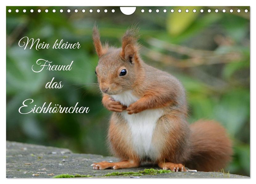 Mein kleiner Freund das Eichhörnchen (Wandkalender 2027 DIN A4 quer) CALVENDO Monatskalender