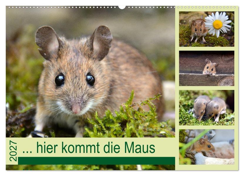 ... hier kommt die Maus... (Wandkalender 2027 DIN A2 quer) CALVENDO Monatskalender