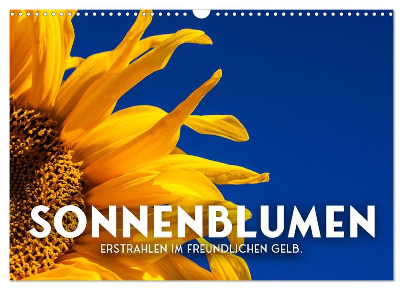 Sonnenblumen - Erstrahlen im freundlichen Gelb. (Wandkalender 2027 DIN A3 quer) CALVENDO Monatskalender