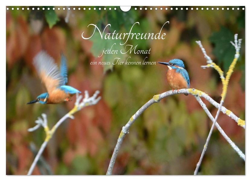 Naturfreunde jeden Monat ein neues Tier kennen lernen. (Wandkalender 2027 DIN A3 quer) CALVENDO Monatskalender