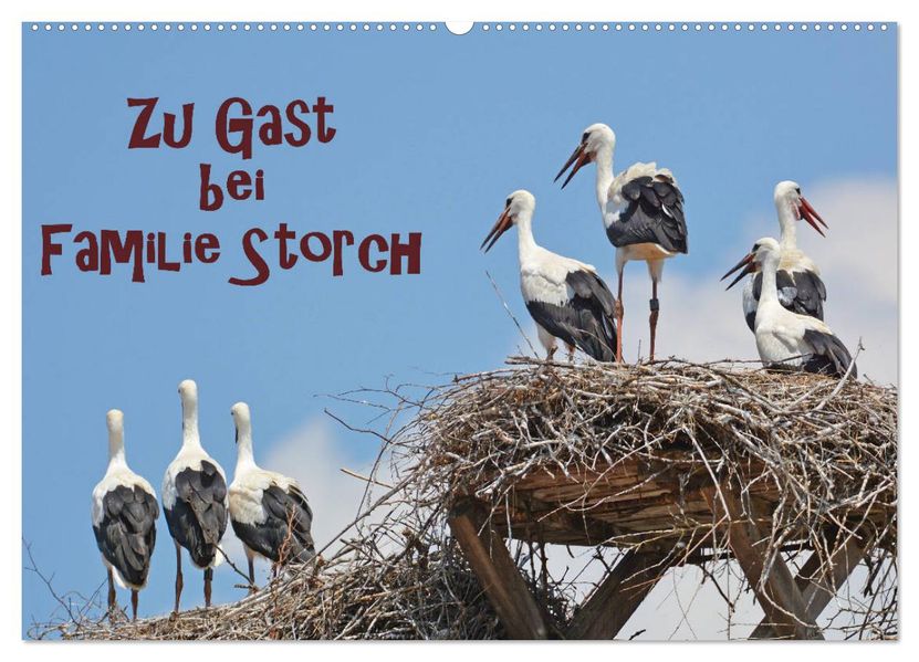 Zu Gast bei Familie Storch (Wandkalender 2027 DIN A2 quer) CALVENDO Monatskalender