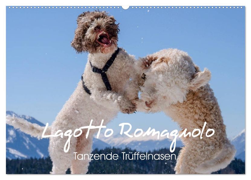 Lagotto Romagnolo Tanzende Trüffelnasen (Wandkalender 2027 DIN A2 quer) CALVENDO Monatskalender