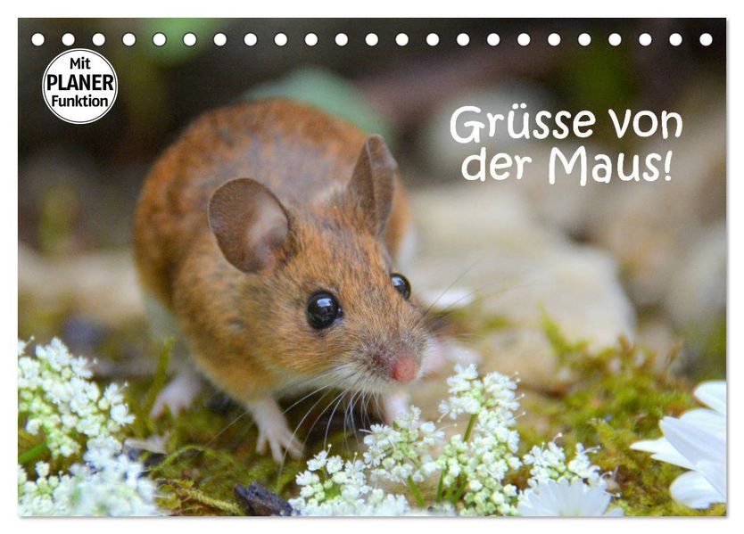 Grüsse von der Maus! (Tischkalender 2027 DIN A5 quer) CALVENDO Monatskalender