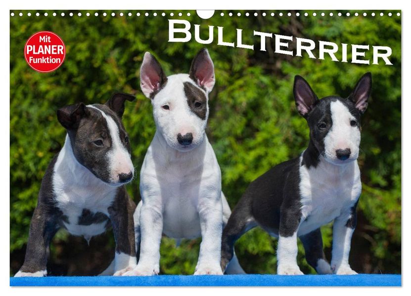 Bullterrier (Wandkalender 2027 DIN A3 quer) CALVENDO Monatskalender