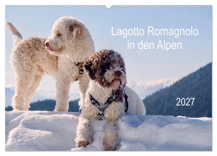 Lagotto Romagnolo in den Alpen 2027 (Wandkalender 2027 DIN A2 quer) CALVENDO Monatskalender