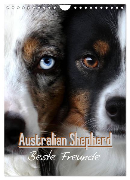 Australian Shepherd - Beste Freunde (Wandkalender 2027 DIN A4 hoch) CALVENDO Monatskalender